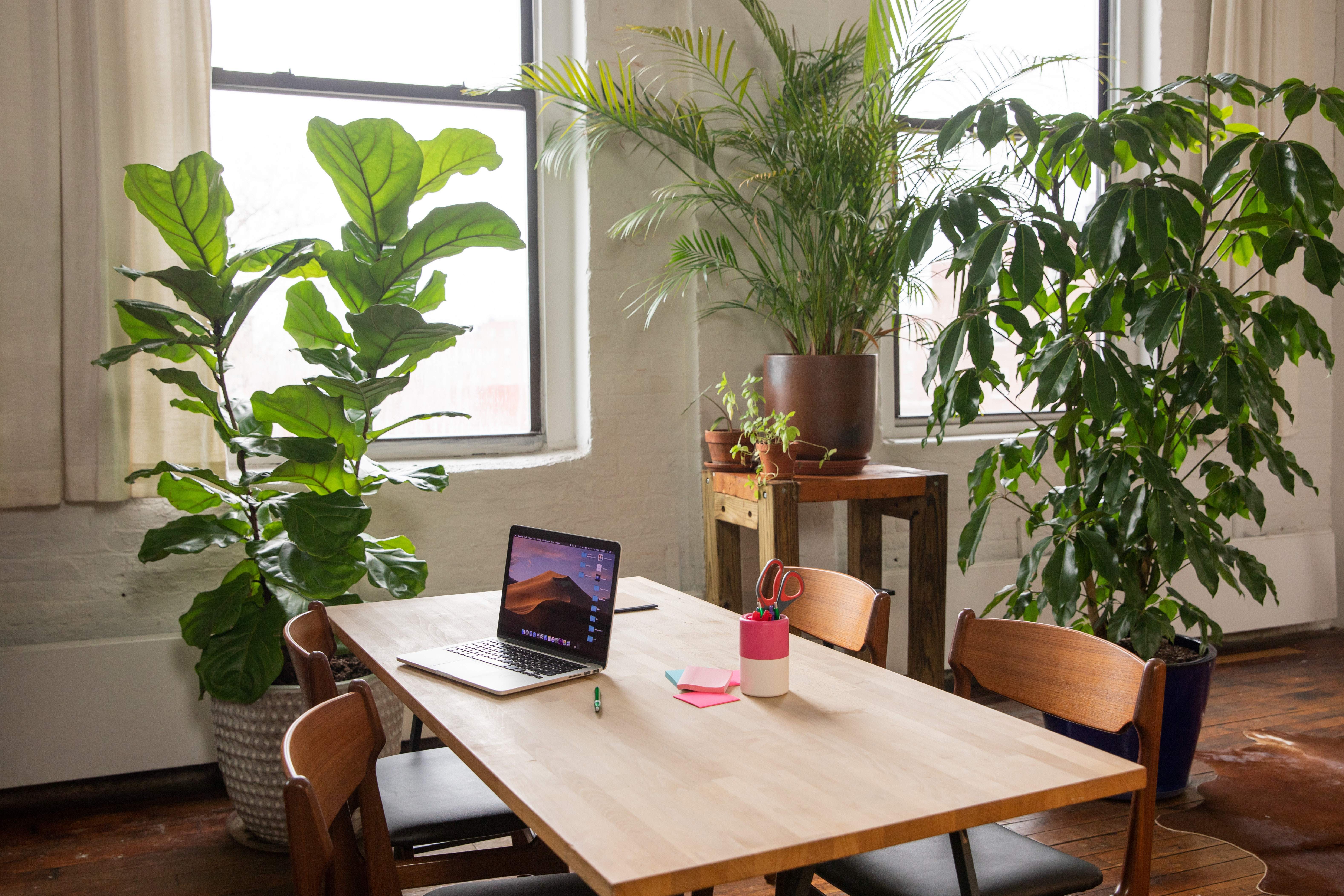 Bright loft workspace with a wooden table, laptop, and lush green plants by tall windows
